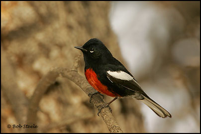 Painted Redstart (Myioborus pictus)