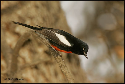 Painted Redstart (Myioborus pictus)