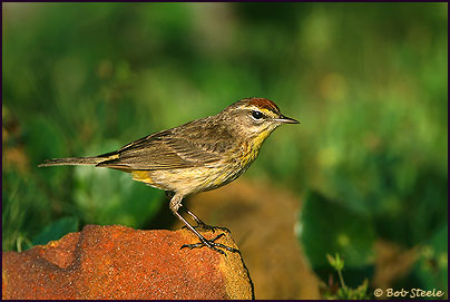 Palm Warbler