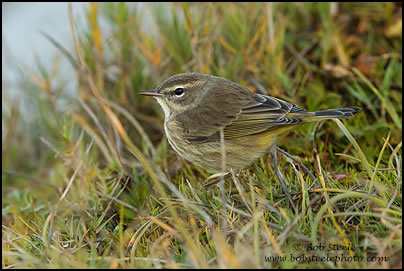 Palm Warbler (Dendroica palmarum)