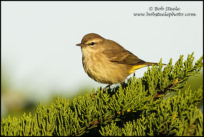 Palm Warbler (Dendroica palmarum)
