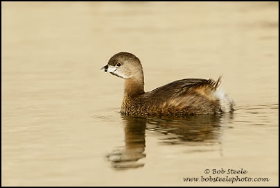 Pied-billed Grebe (Podilymbus podiceps)