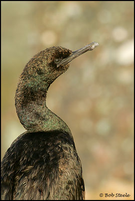 Pelagic Cormorant (Phalacrocorax pelagicus)