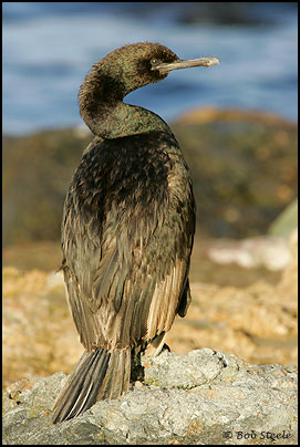Pelagic Cormorant (Phalacrocorax pelagicus)