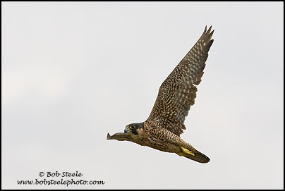 Peregrine Falcon (Falco peregrinus)