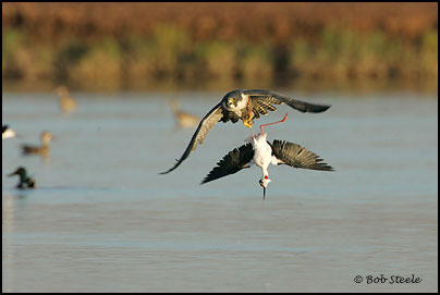 Peregrine Falcon (Falco peregrinus)