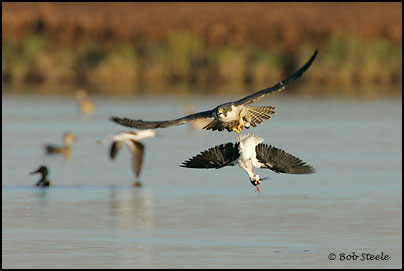 Peregrine Falcon (Falco peregrinus)