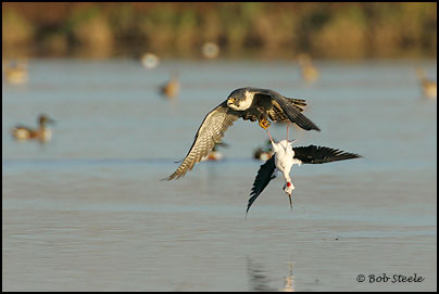 Peregrine Falcon (Falco peregrinus)