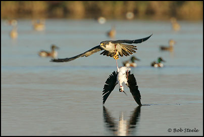 Peregrine Falcon (Falco peregrinus)