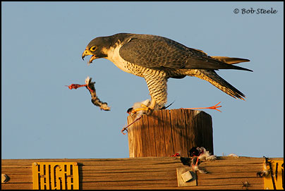 Peregrine Falcon (Falco peregrinus)