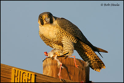 Peregrine Falcon (Falco peregrinus)