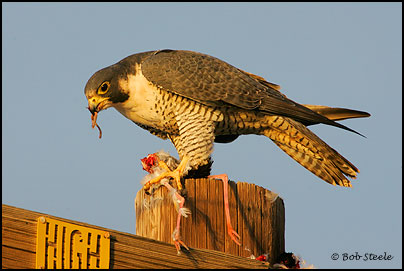 Peregrine Falcon (Falco peregrinus)