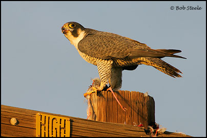 Peregrine Falcon (Falco peregrinus)