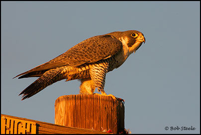 Peregrine Falcon (Falco peregrinus)