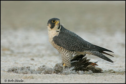 Peregrine Falcon (Falco peregrinus)