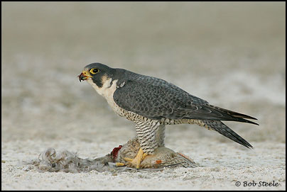 Peregrine Falcon (Falco peregrinus)
