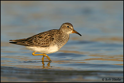 Pectoral Sandpiper (Calidris melanotos)