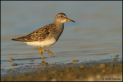 Pectoral Sandpiper (Calidris melanotos)