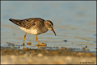 Pectoral Sandpiper (Calidris melanotos)
