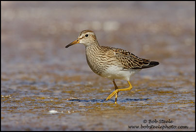 Pectoral Sandpiper (Calidris melanotos)
