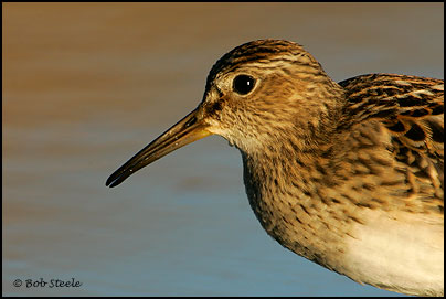 Pectoral Sandpiper (Calidris melanotos)