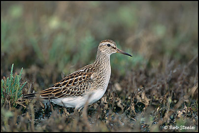 Pectoral Sandpiper (Calidris melanotos)