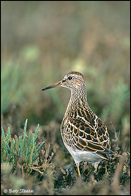 Pectoral Sandpiper (Calidris melanotos)