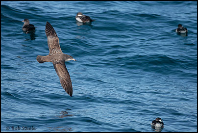 Pink-footed Shearwater (Puffinus creatopus)