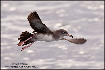Pink-footed Shearwater (Puffinus creatopus)