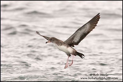 Pink-footed Shearwater (Puffinus creatopus)