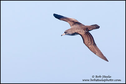 Pink-footed Shearwater (Puffinus creatopus)