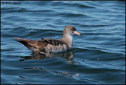 Pink-footed Shearwater (Puffinus creatopus)