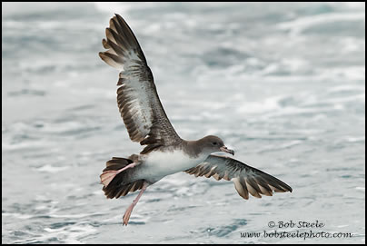 Pink-footed Shearwater (Puffinus creatopus)