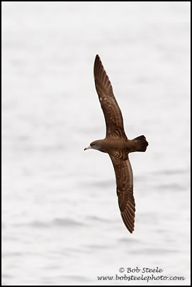 Pink-footed Shearwater (Puffinus creatopus)