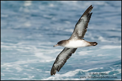 Pink-footed Shearwater (Puffinus creatopus)