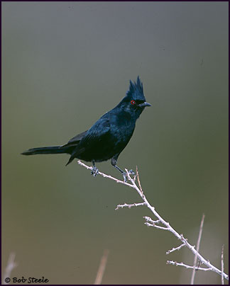 Phainopepla (Phainopepla nitens)