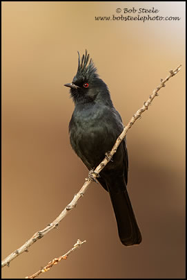 Phainopepla (Phainopepla nitens)