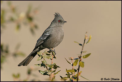 Phainopepla (Phainopepla nitens)