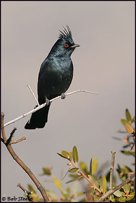 Phainopepla (Phainopepla nitens)