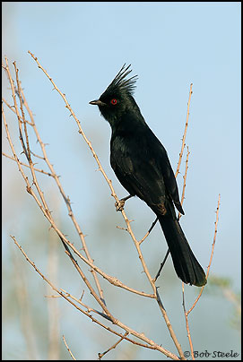 Phainopepla (Phainopepla nitens)