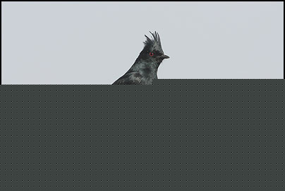 Phainopepla (Phainopepla nitens)