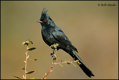 Phainopepla (Phainopepla nitens)