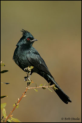 Phainopepla (Phainopepla nitens)