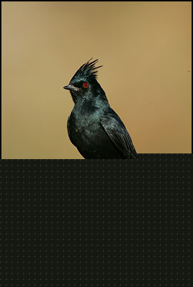 Phainopepla (Phainopepla nitens)