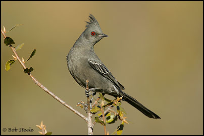 Phainopepla (Phainopepla nitens)