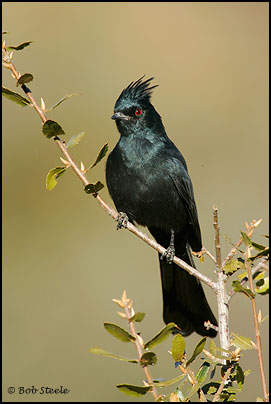 Phainopepla (Phainopepla nitens)