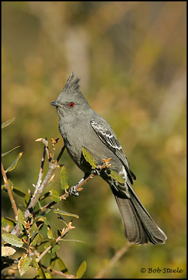 Phainopepla (Phainopepla nitens)