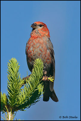 Pine Grosbeak (Pinicola enucleator)