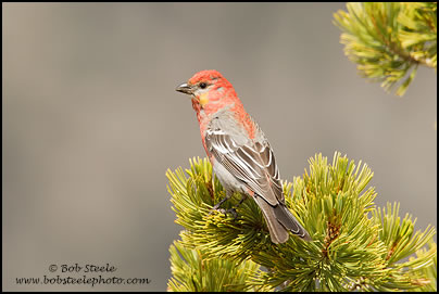 Pine Grosbeak (Pinicola enucleator)
