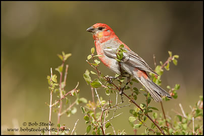 Pine Grosbeak (Pinicola enucleator)